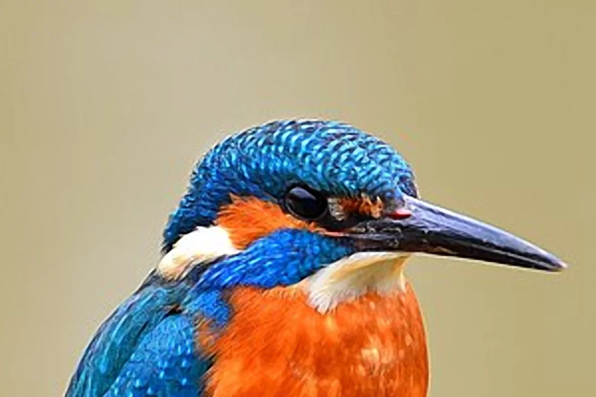 Example: Kingfisher, crop of the 4K Images result