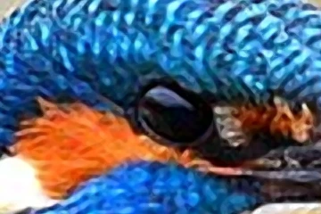 Real output, 100% crop: Kingfisher at 4K: sharpness 0 vs 35